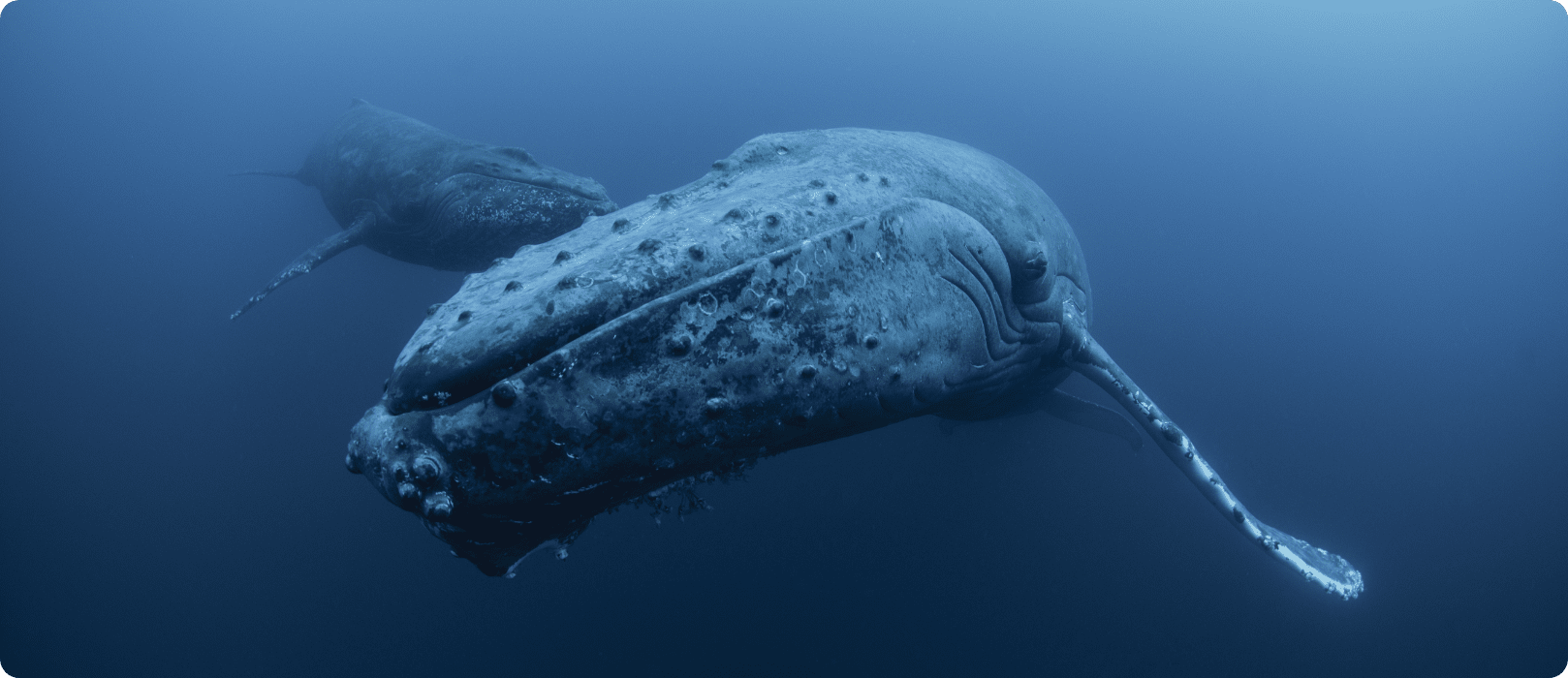 underwater-view-of-humpback-whale-revillagigedo-i-2022-03-07-23-53-47-utc@2x