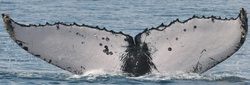Humpback whale surveys starting soon!
