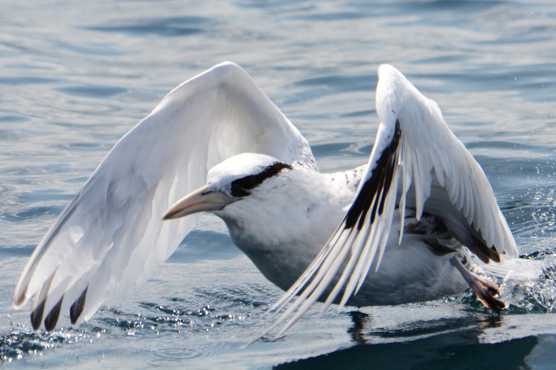Our favorite seabird species Panacetacea