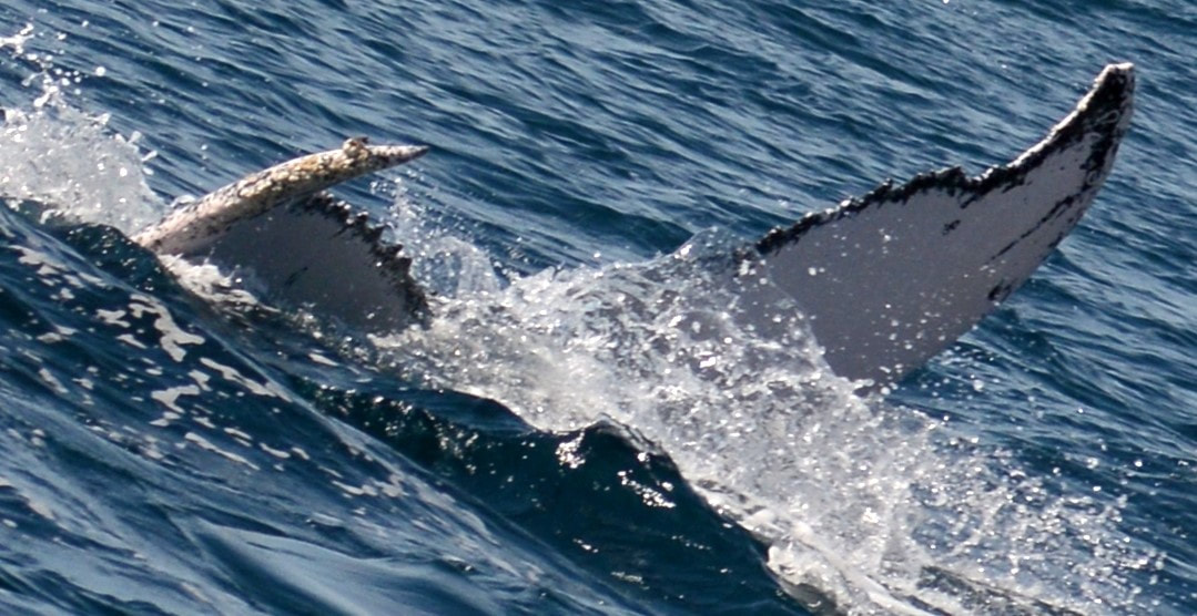 Using flukes to identify humpbacks - Panacetacea