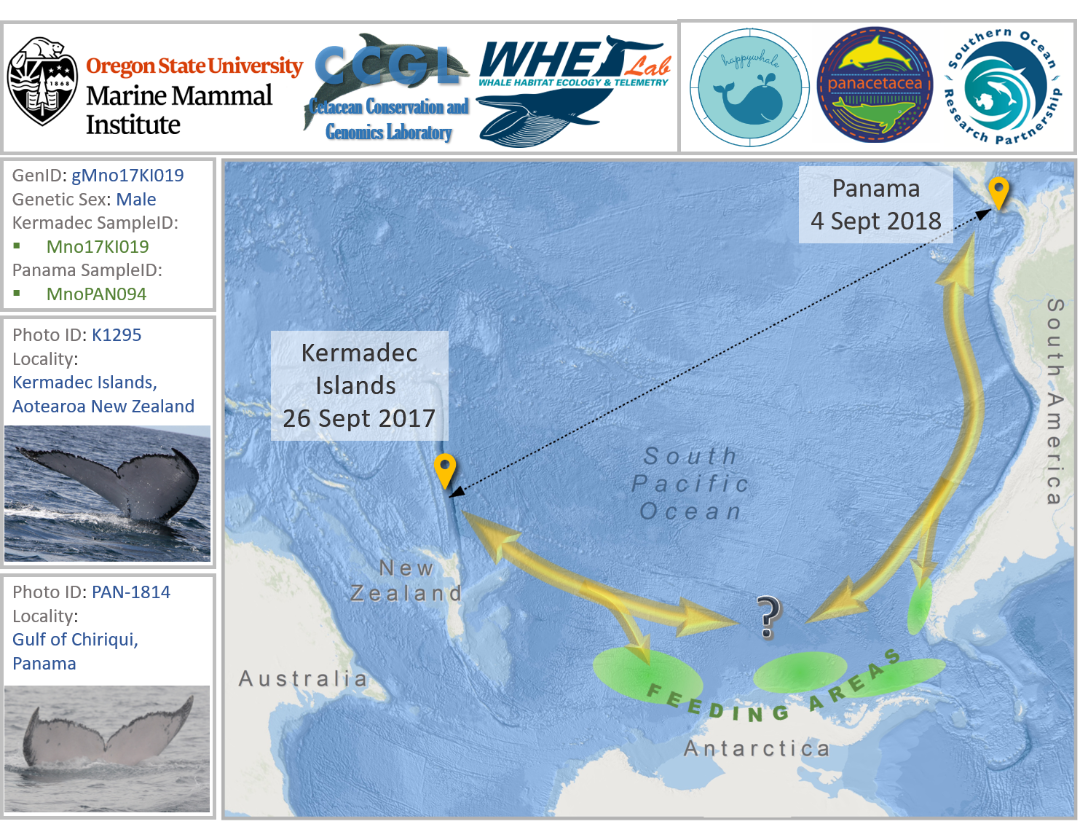 Panama whale sighted near New Zealand – Aotearoa! - Panacetacea